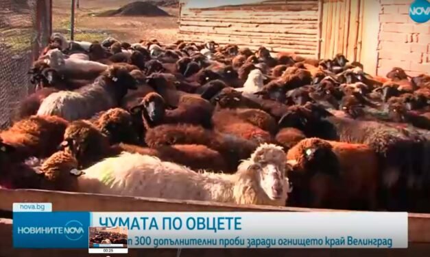 Z powodu zarazy i ospy owiec Gławczow zwołuje Centralną Radę Epizootyczną