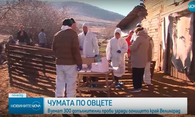 Napięcie w Welingradzie: hodowcy zwierząt próbowali zablokować pobieranie próbek – 1700 owiec zakażonych zarazą