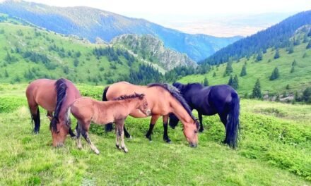 Kom-Emine – gdzie góra styka się z wybrzeżem Morza Czarnego. Najdłuższy ciąg pieszy w naszym kraju