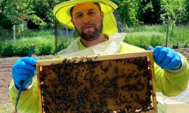 Producenci miodu: Sprzedajemy zasoby naturalne Bułgarii za grosze