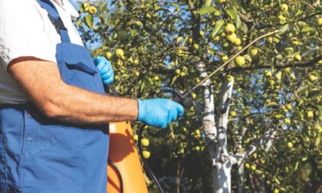 Opryskiwanie drzew owocowych parafiną: Kiedy to robić i przed jakimi szkodnikami chroni?