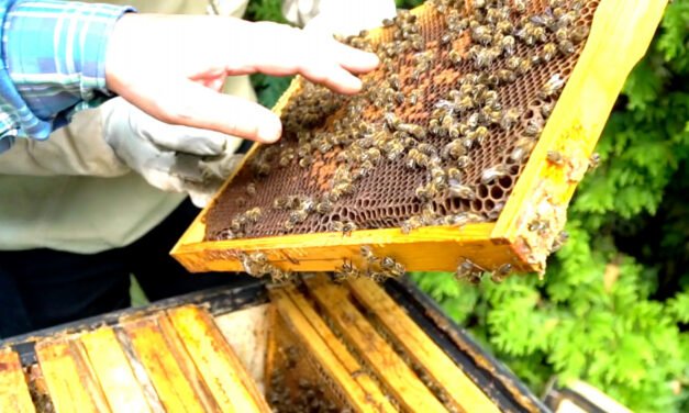 Zimą w Bułgarii wyginęło 70% pszczół