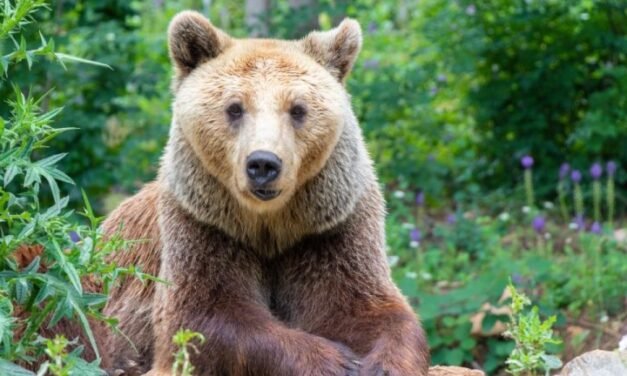 Niedźwiedzie zabijają krowy w obwodzie smolańskim