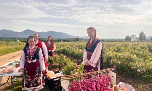 Rozpoczął się sezon zbioru róż w obwodzie kazanłyckim