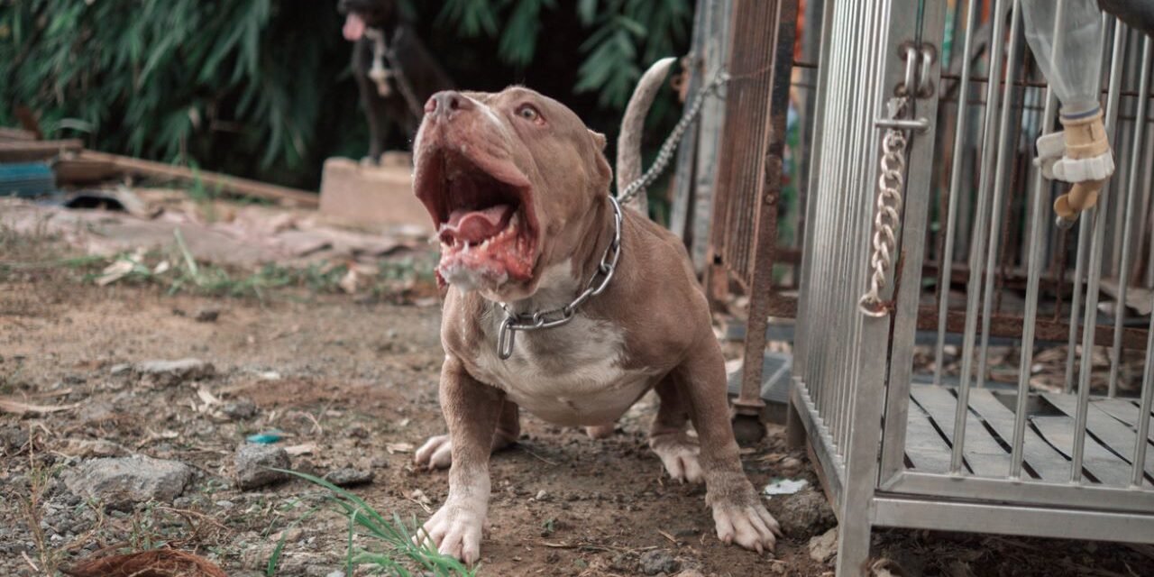 „Jesteście Ukraińcami, niech was zjedzą”: Pitbulle zabiły psa i zaatakowały jego właściciela