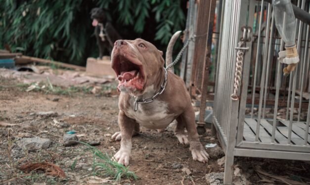 „Jesteście Ukraińcami, niech was zjedzą”: Pitbulle zabiły psa i zaatakowały jego właściciela