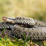 Prokuratura prowadzi śledztwo w sprawie mężczyzny, który nielegalnie rozmnażał 200 żmij