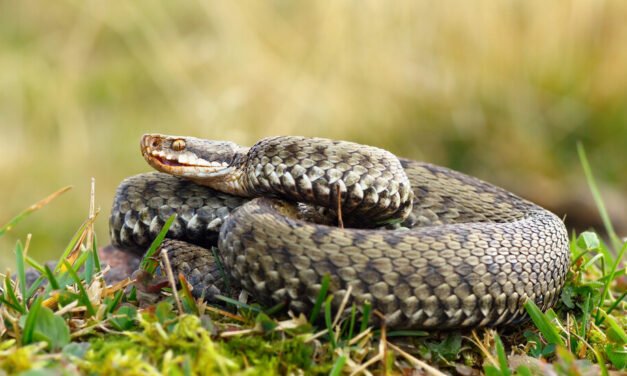 Prokuratura prowadzi śledztwo w sprawie mężczyzny, który nielegalnie rozmnażał 200 żmij