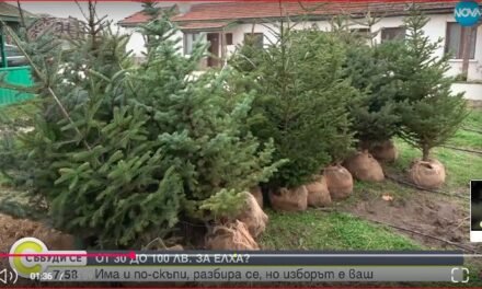 Ile kosztują święta Bożego Narodzenia: żywe i sztuczne choinki, trendy w modzie i ceny na rok 2025